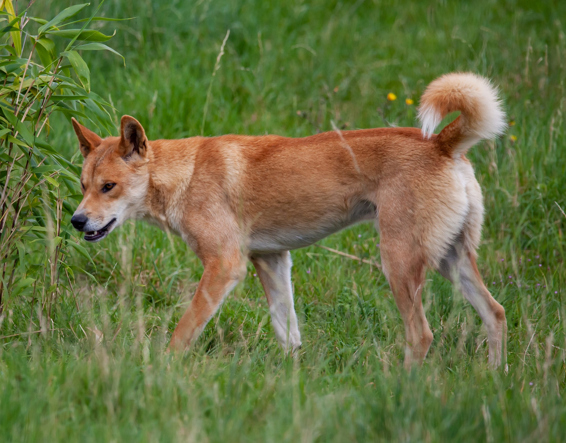 fraser island dingo 4423593 1920