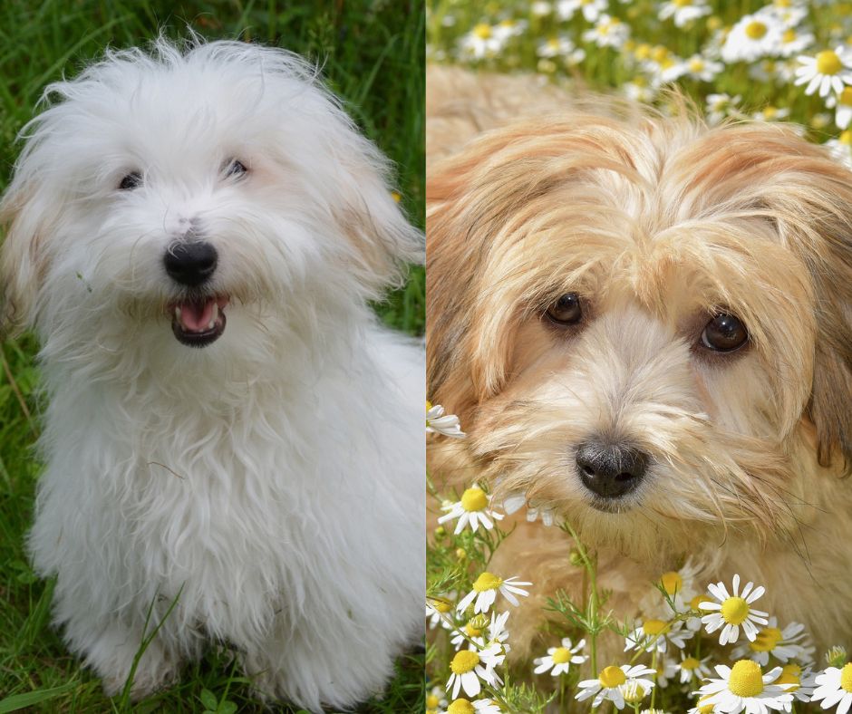 havanese vs coton de tulear