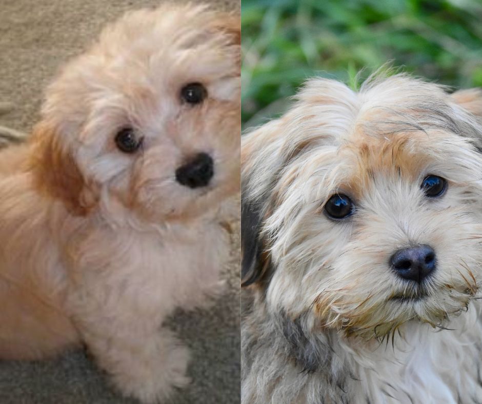 havanese vs havapoo