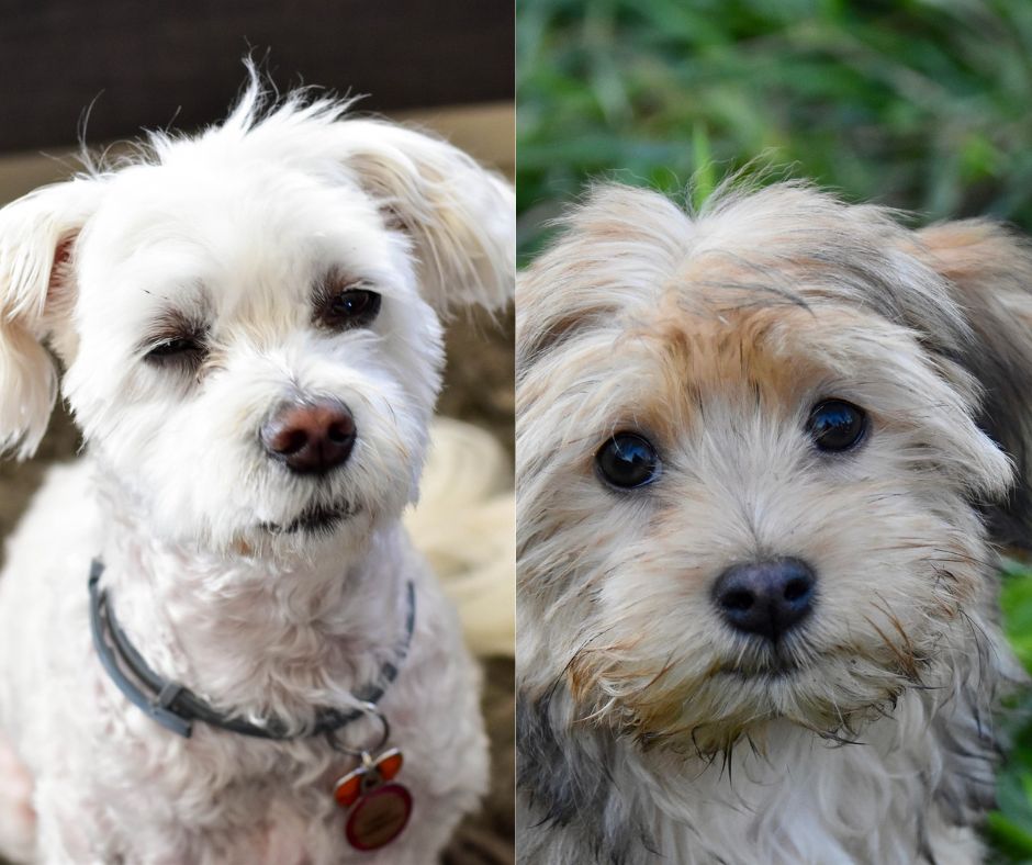 havanese vs maltese