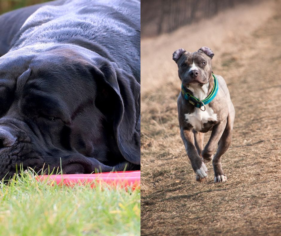 italian mastiff vs pitbull