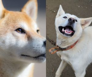 jindo vs shiba inu