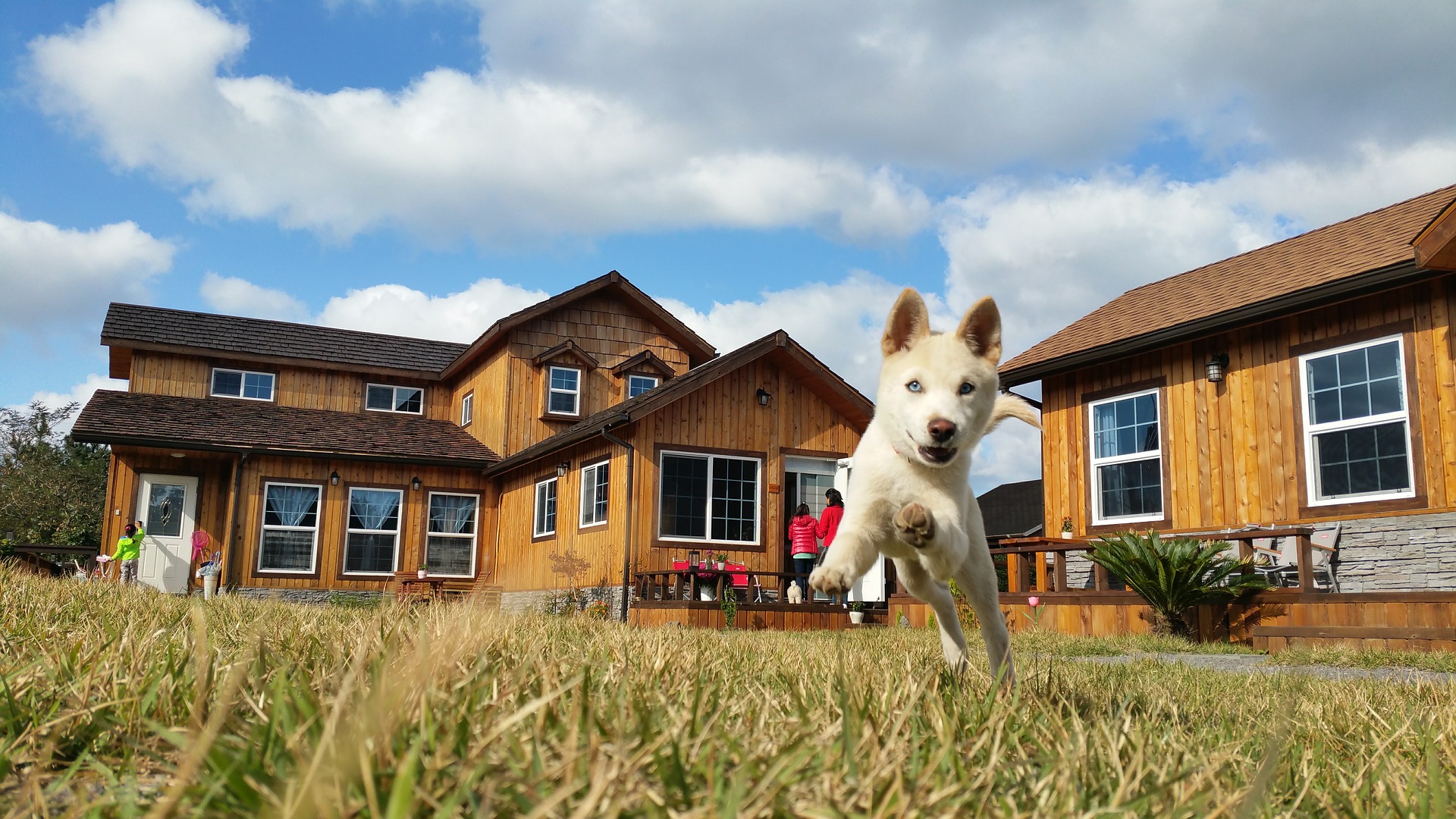 korean jindo 1846176 1920