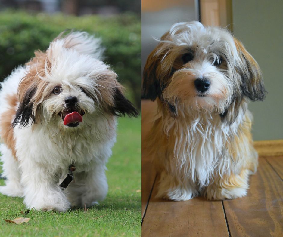 lhasa apso vs havanese