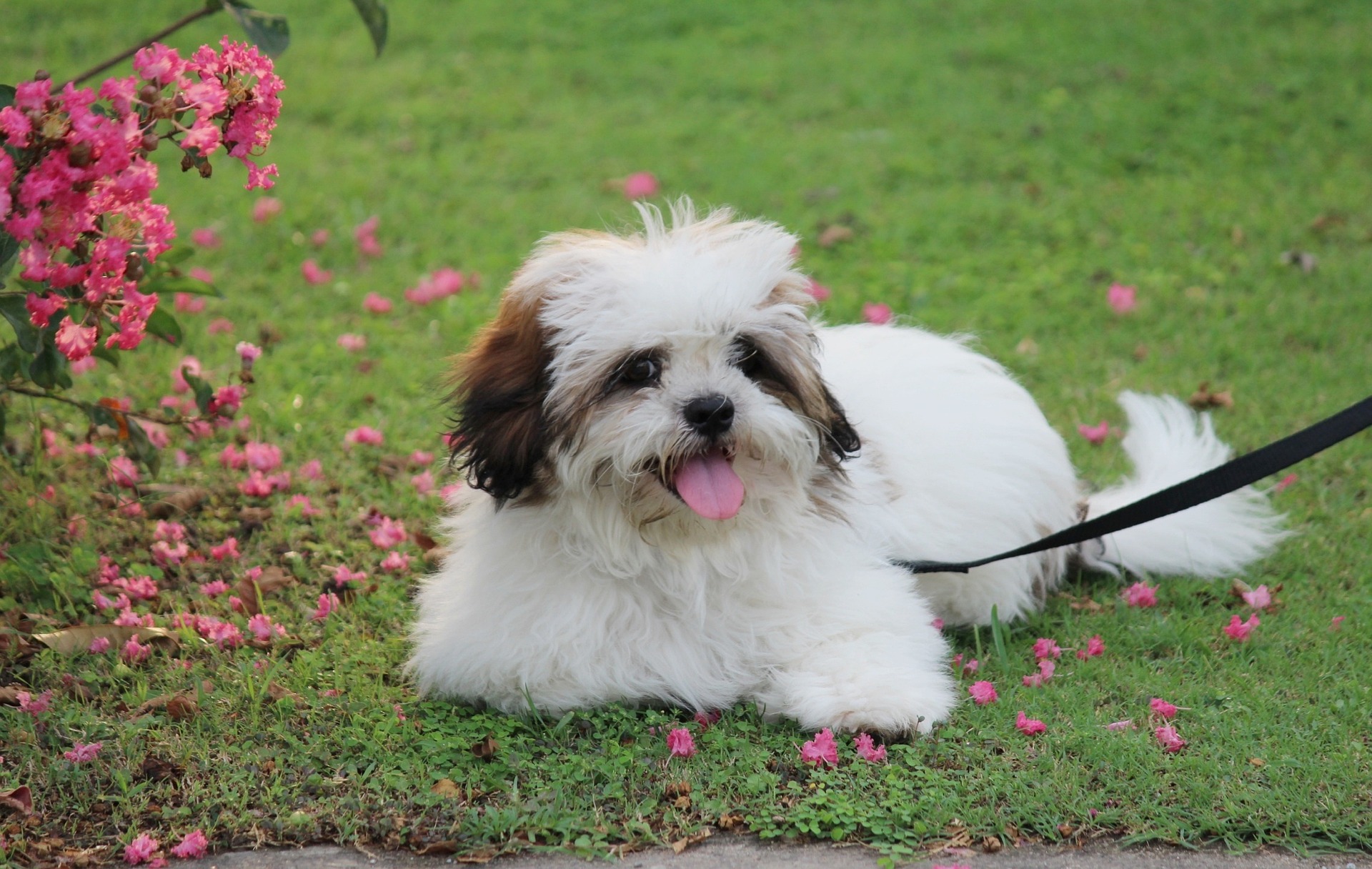 lhasa apso