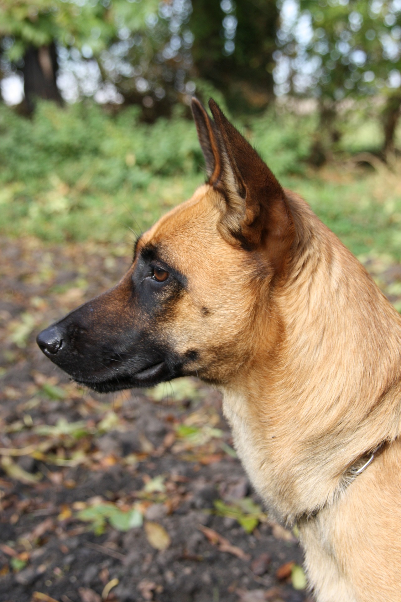 malinois 3386471 1920