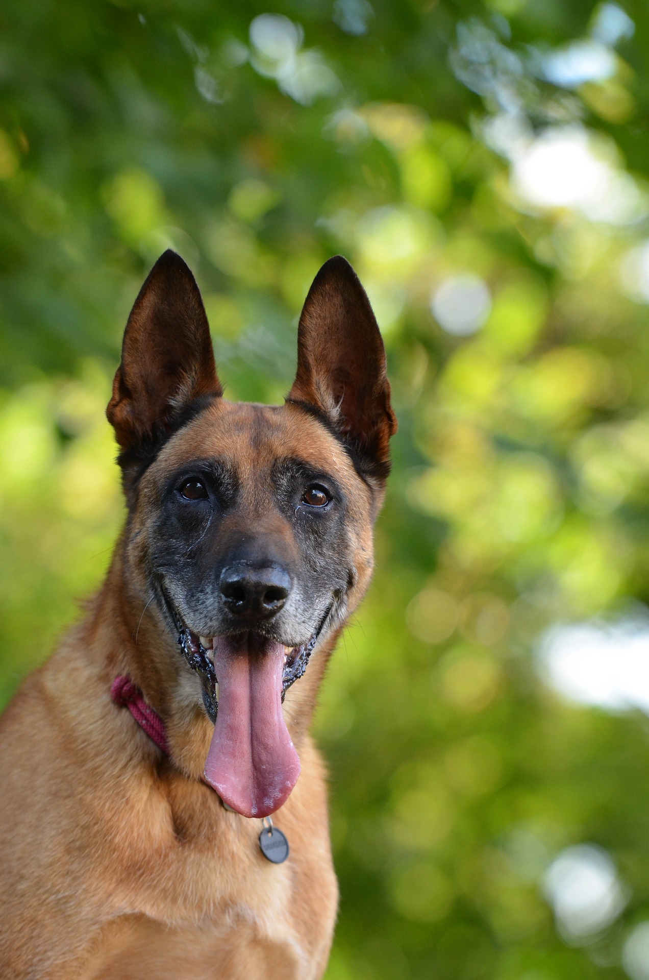 malinois 672686 1920