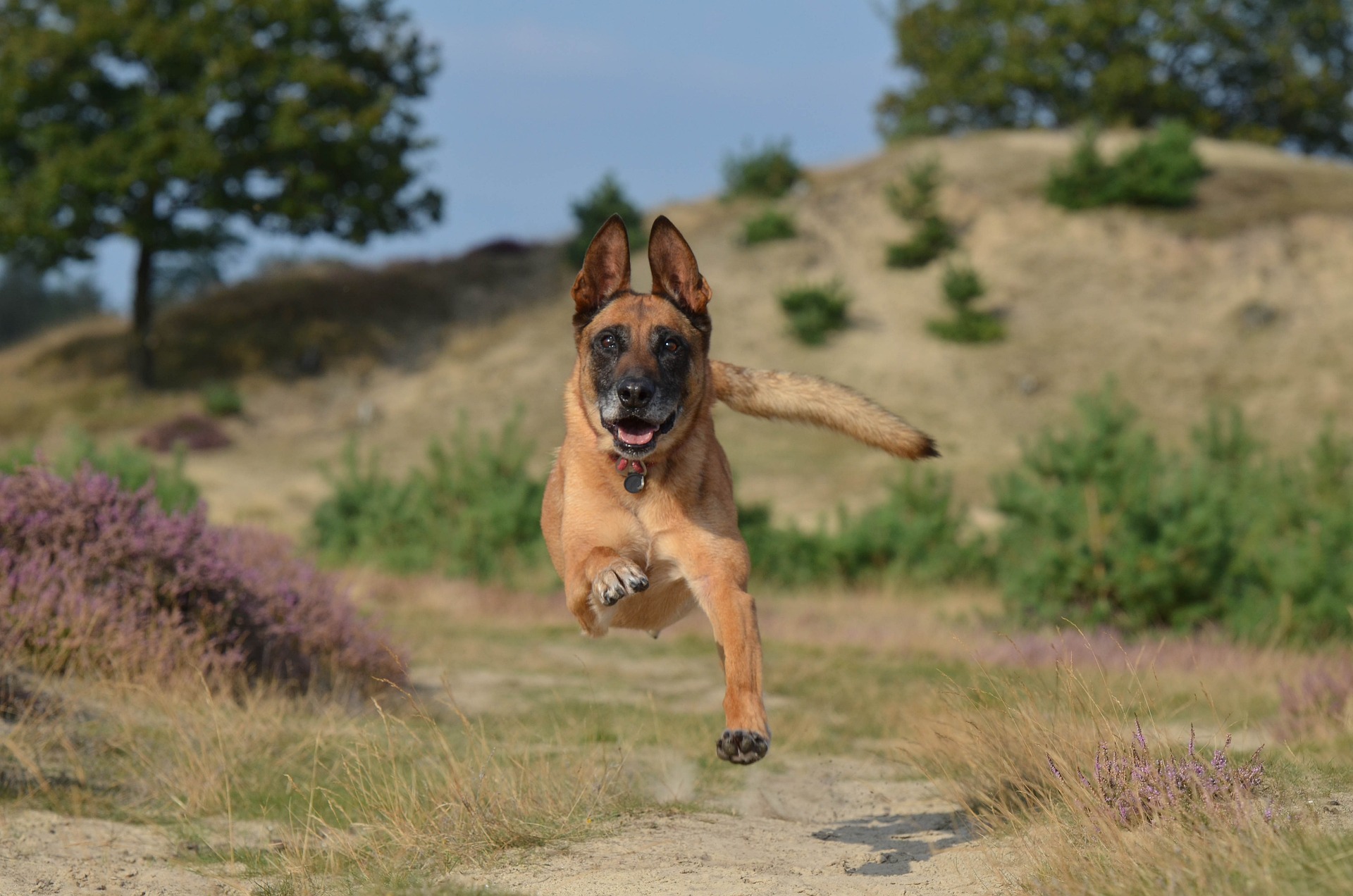 malinois 672839 1920 1