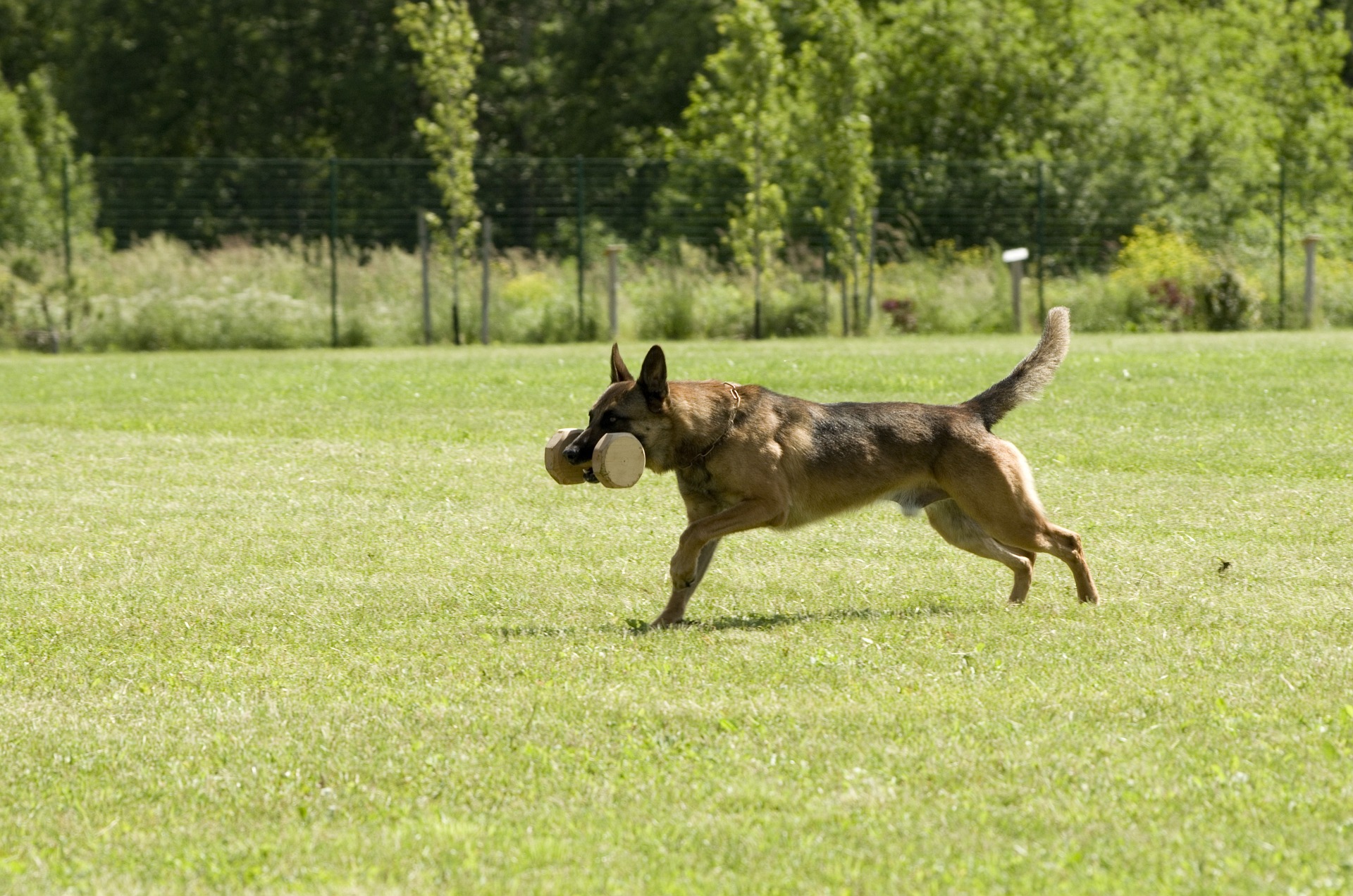 malinois 823863 1920 1