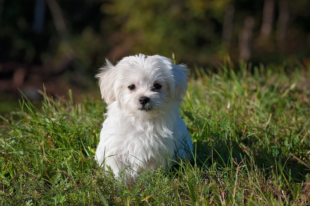 How Much Does a Maltese Cost? A Complete Breakdown for Future Owners 27 maltese 1123016 1920