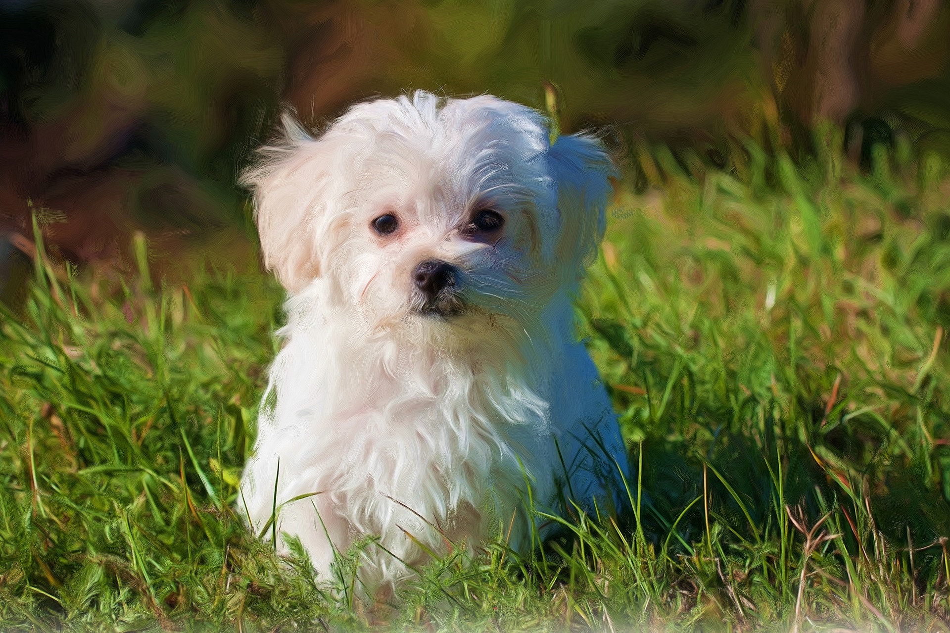 maltese 3