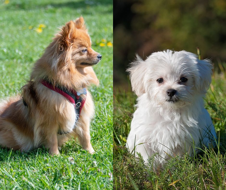 maltese vs pomeranian