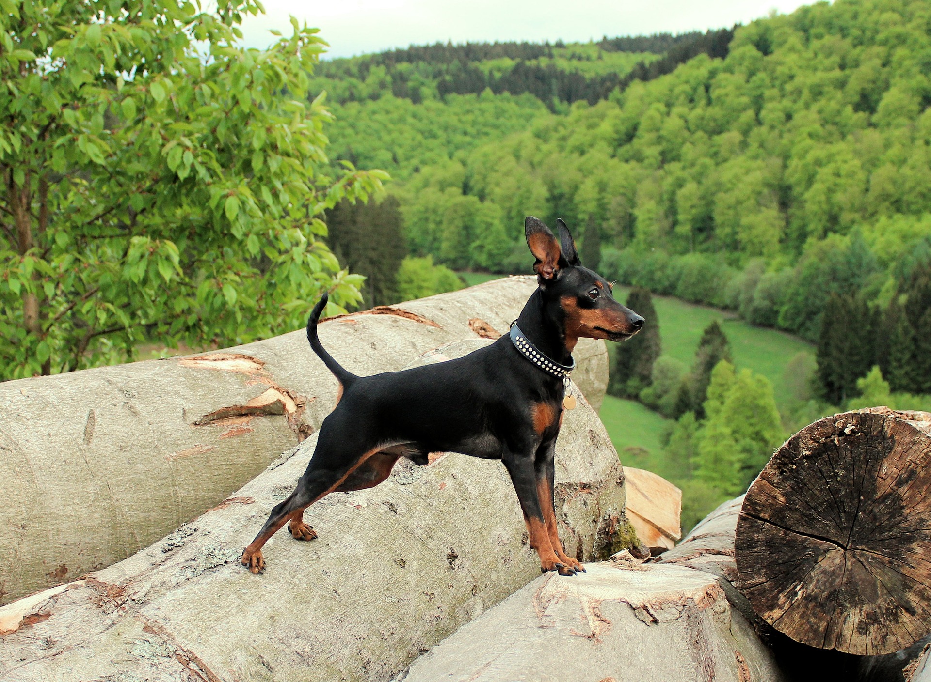 miniature pinscher 3516332 1920