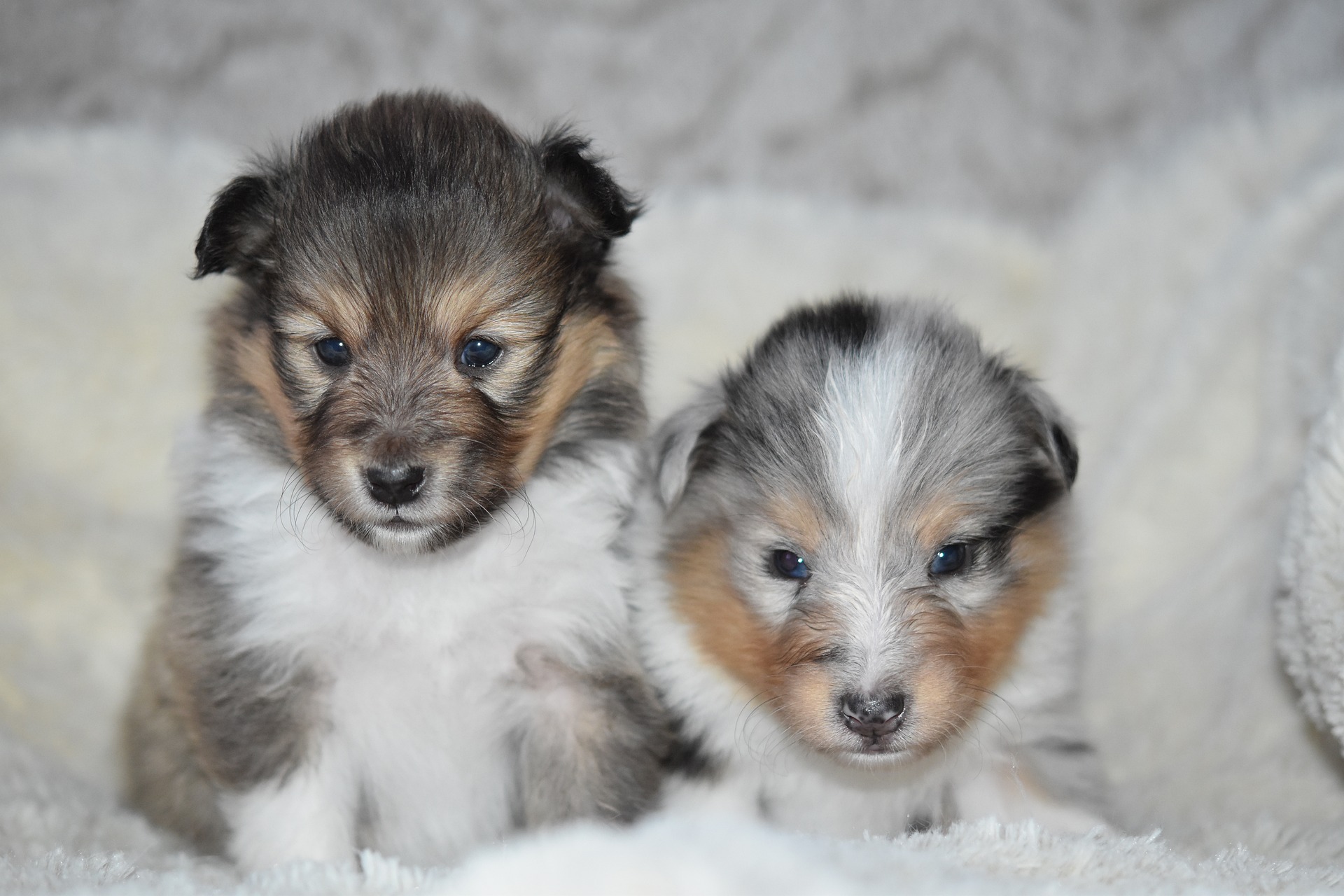 puppies shetland sheepdog 4035029 1920