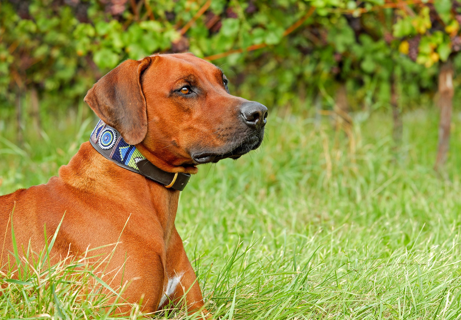 rhodesian ridgeback 2729375 1920