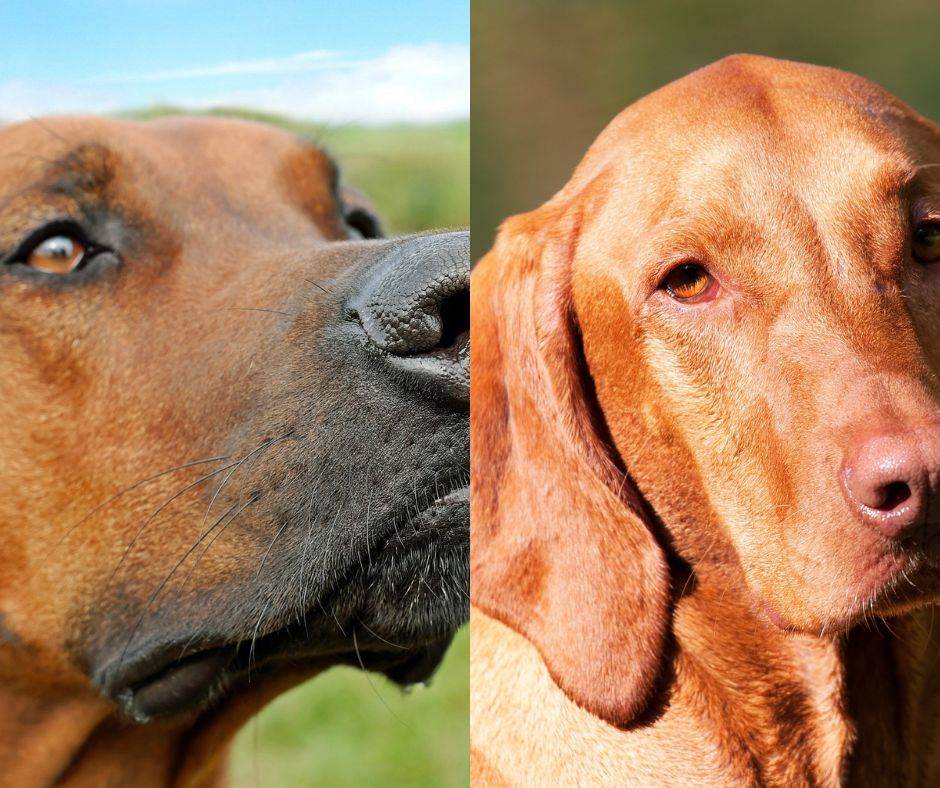 rhodesian ridgeback vs vizsla