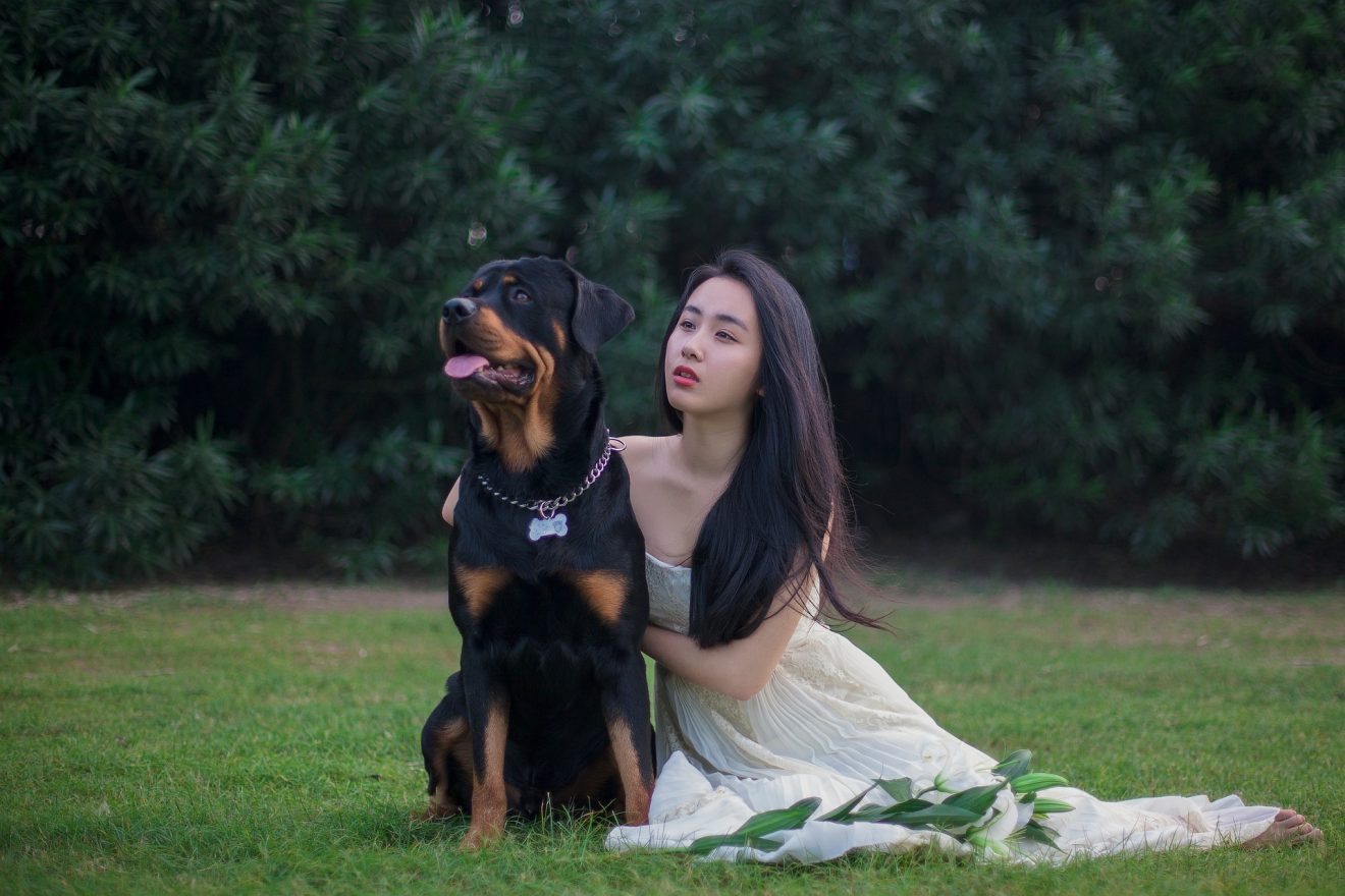 Belgian Malinois Vs Rottweiler: Comparing Working Canine Companions