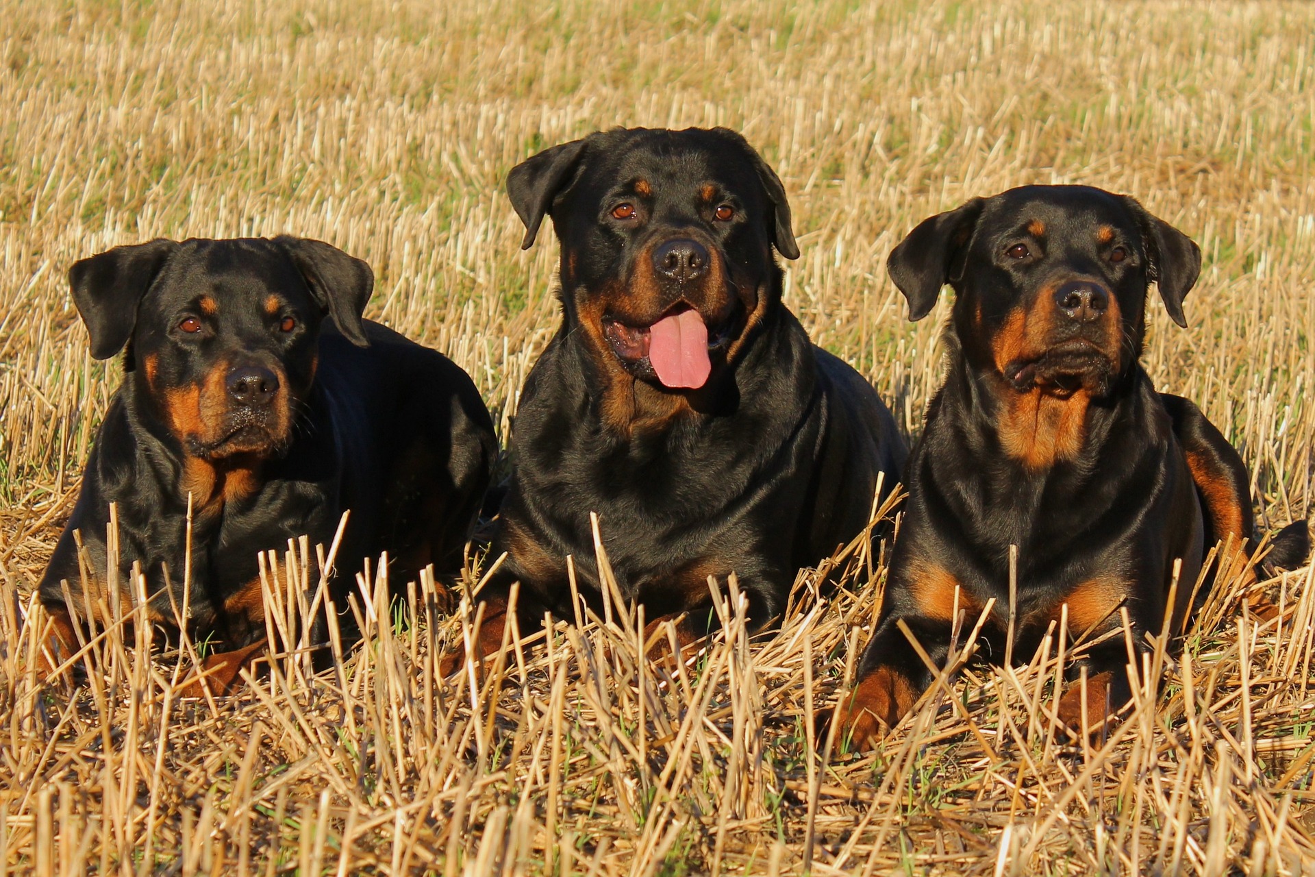 rottweiler 323261 1920