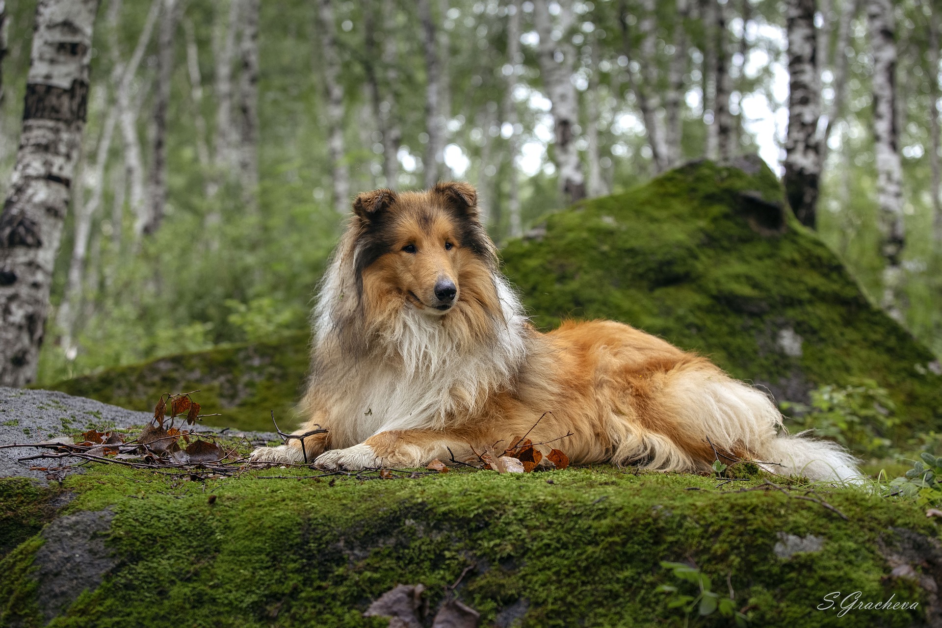 rough collie 2