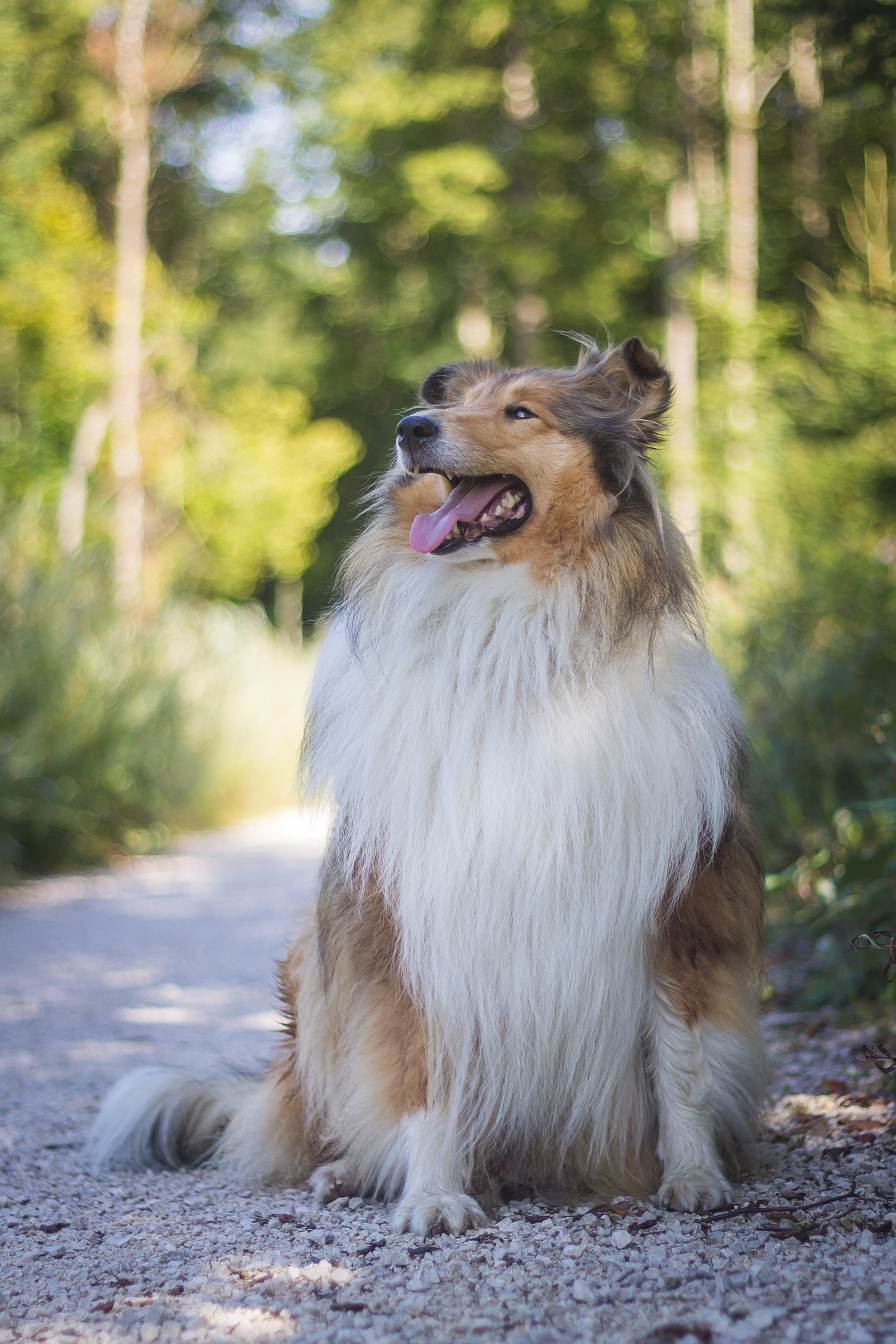 rough collie 3