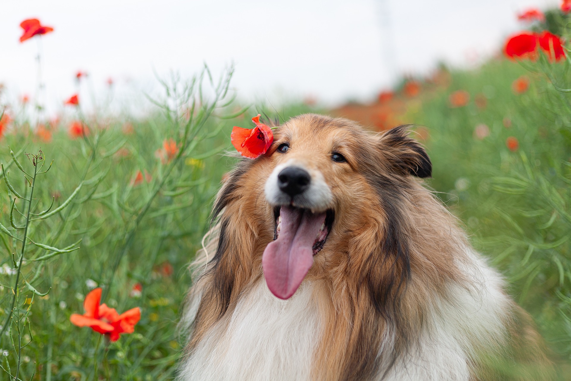 rough collie 4