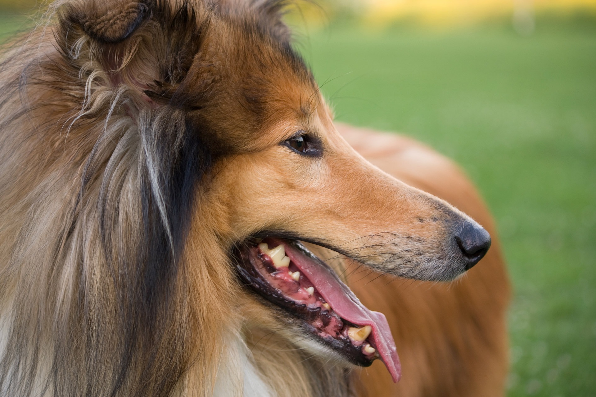 rough collie 5