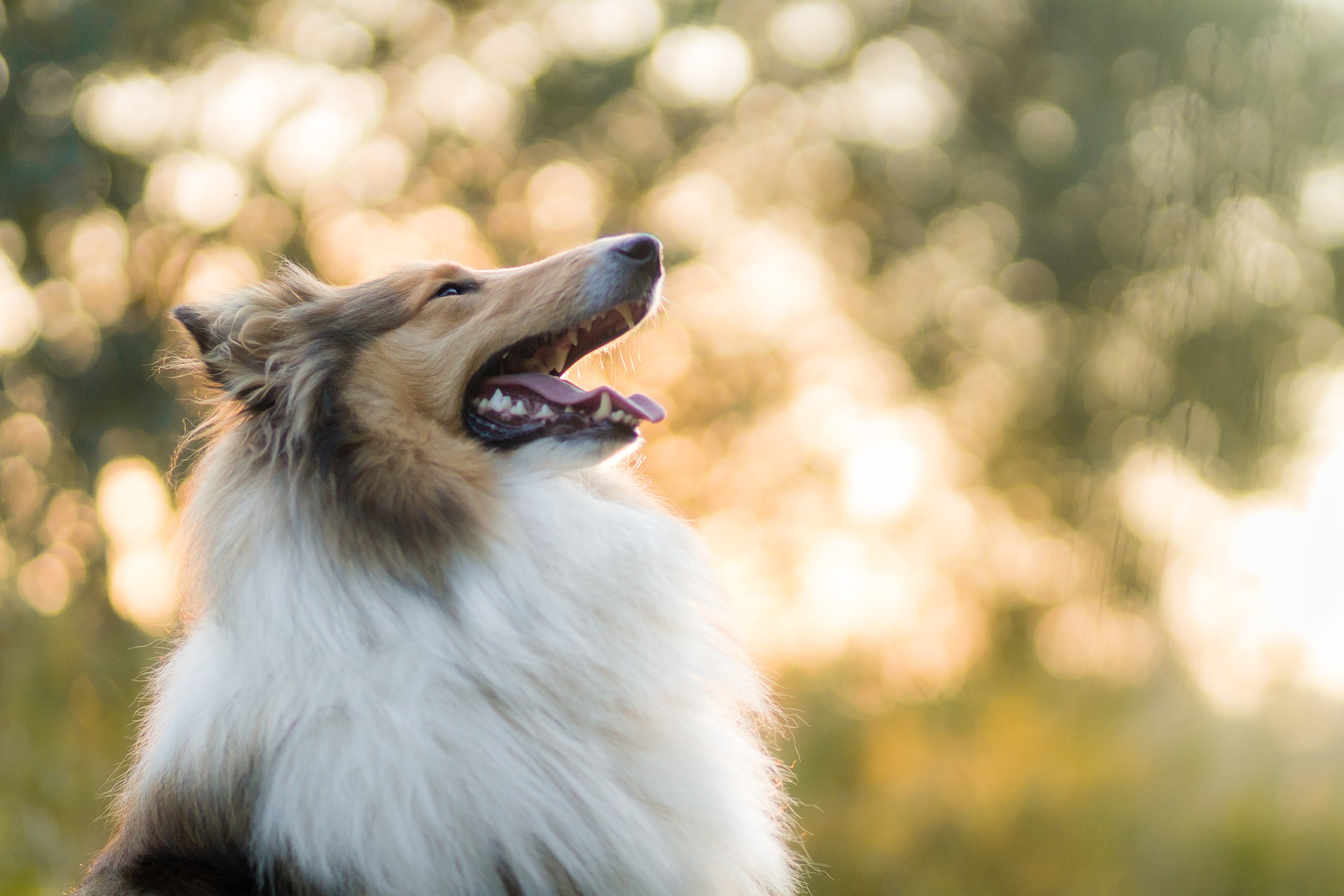 rough collie 5778136 1920