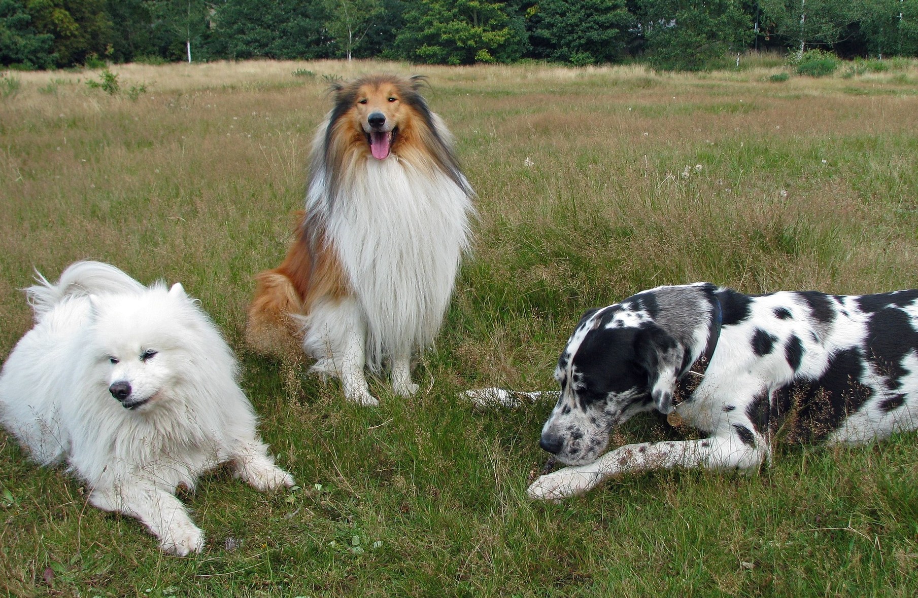 rough collie 76395 1920