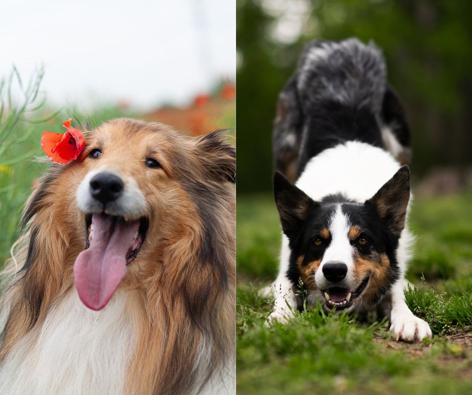 rough collie vs border collie