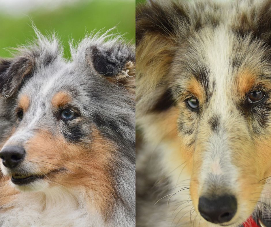 sheltie vs shetland sheepdog