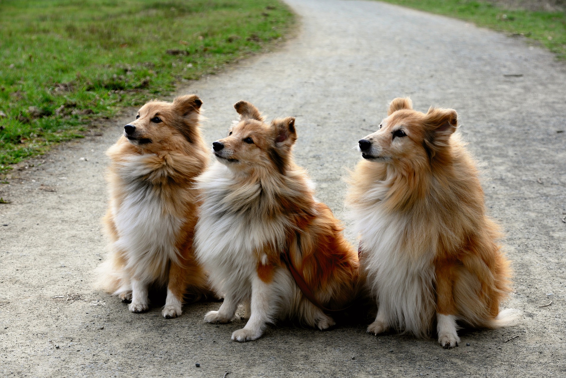 shelties 4104685 1920