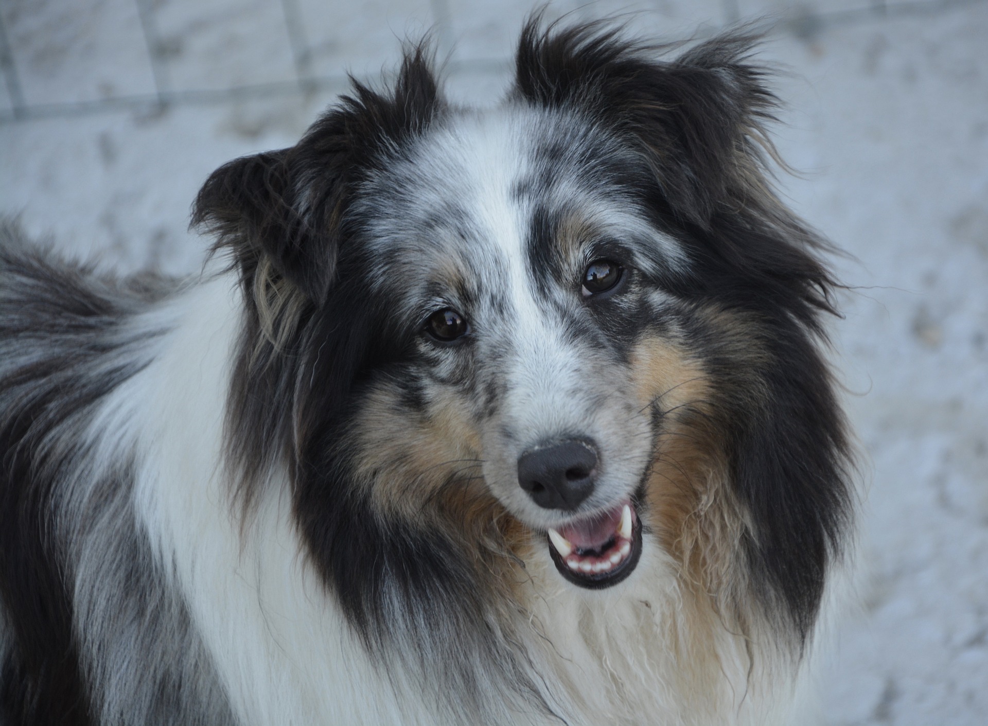 shetland sheepdog 2417418 1920