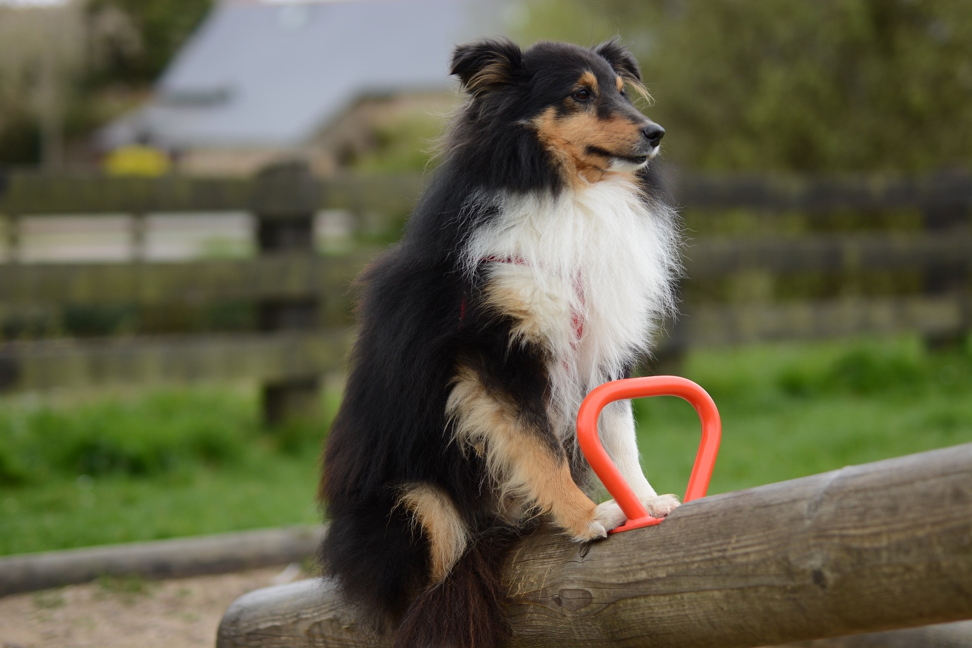 shetland sheepdog 6159585 1920