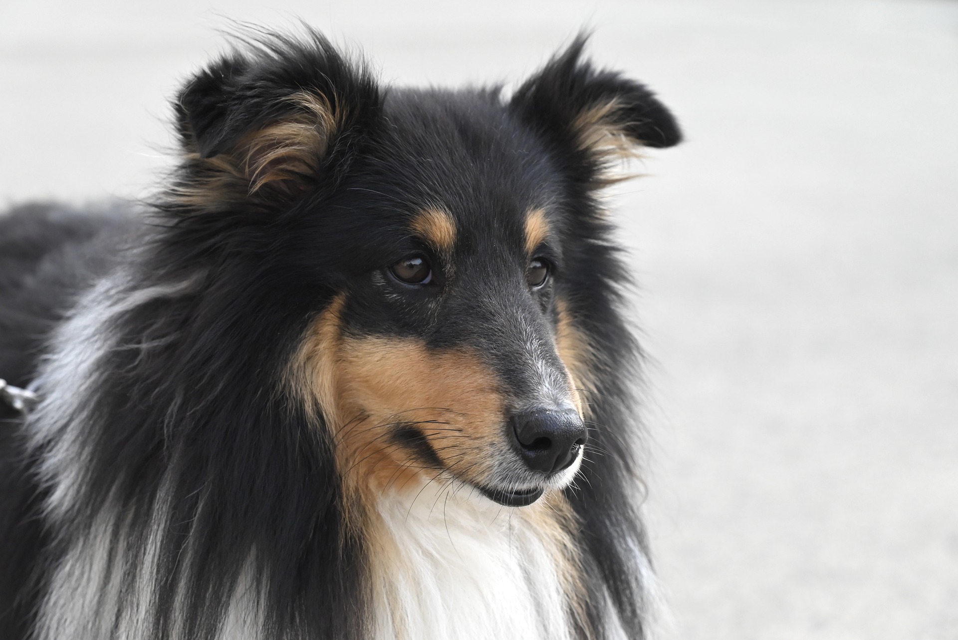 shetland sheepdog 7814287 1920