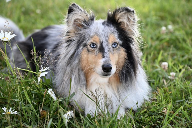 Shetland Sheepdog Vs Collie: Understanding Your Furry Friends