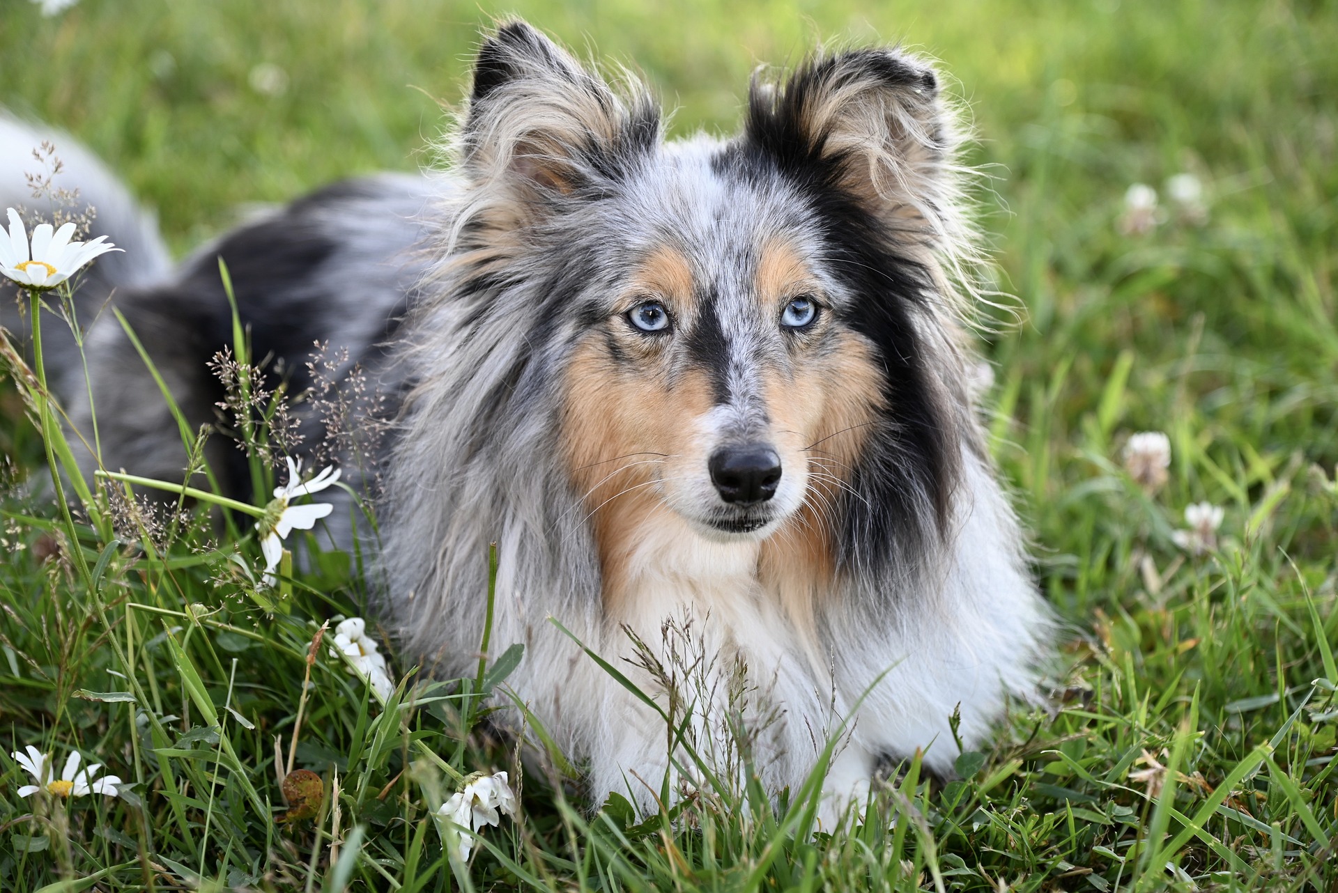 shetland sheepdog 8569400 1920