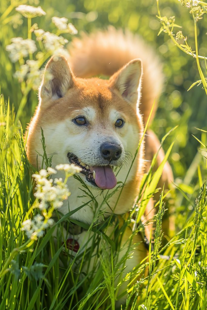 Basenji Vs Shiba Inu: Choosing Between Two Unique Breeds