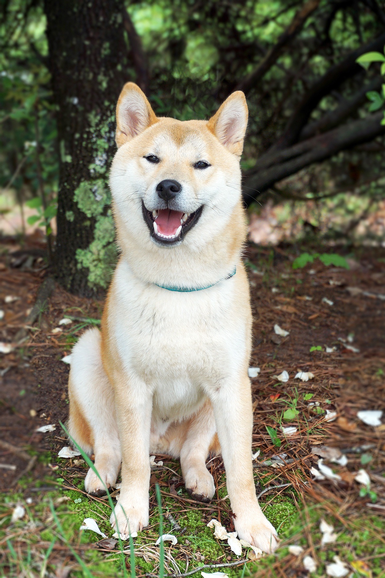 shiba inu 944510 19201