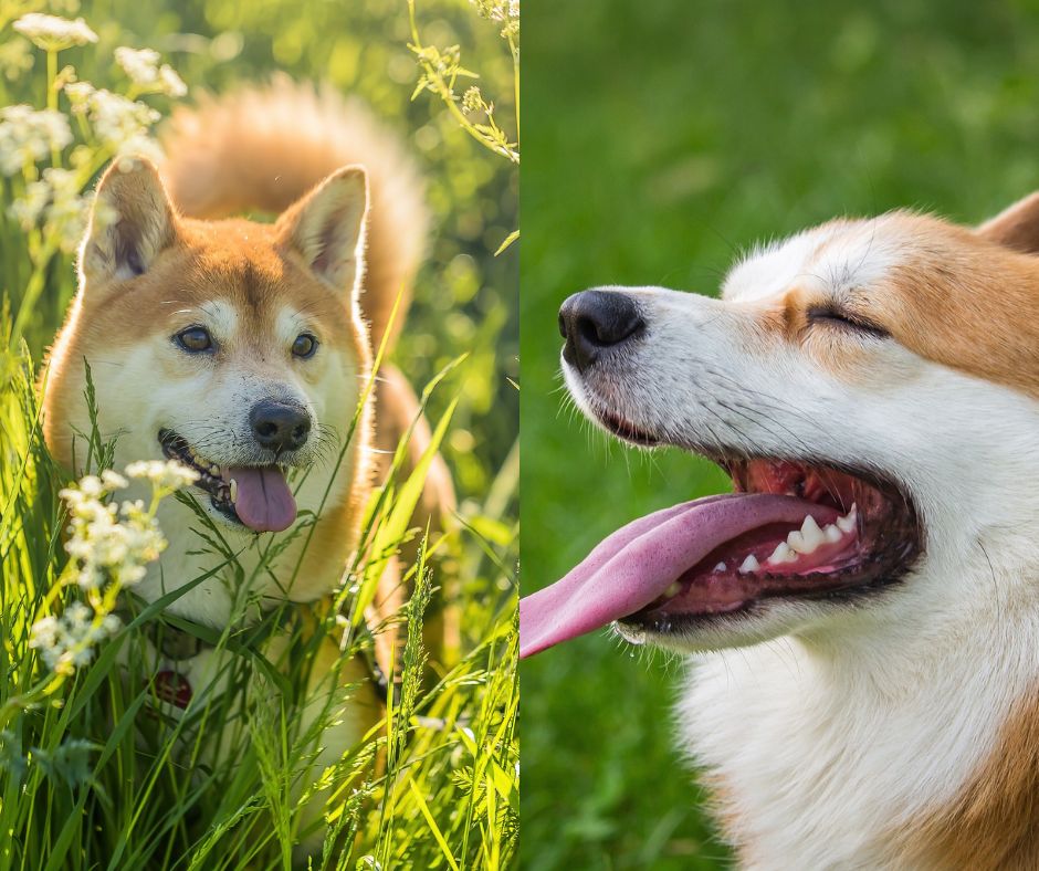 shiba inu vs corgi