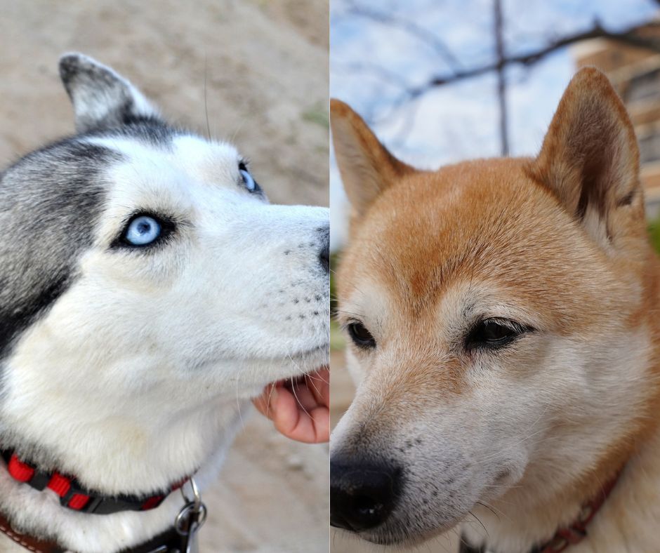 shiba inu vs husky