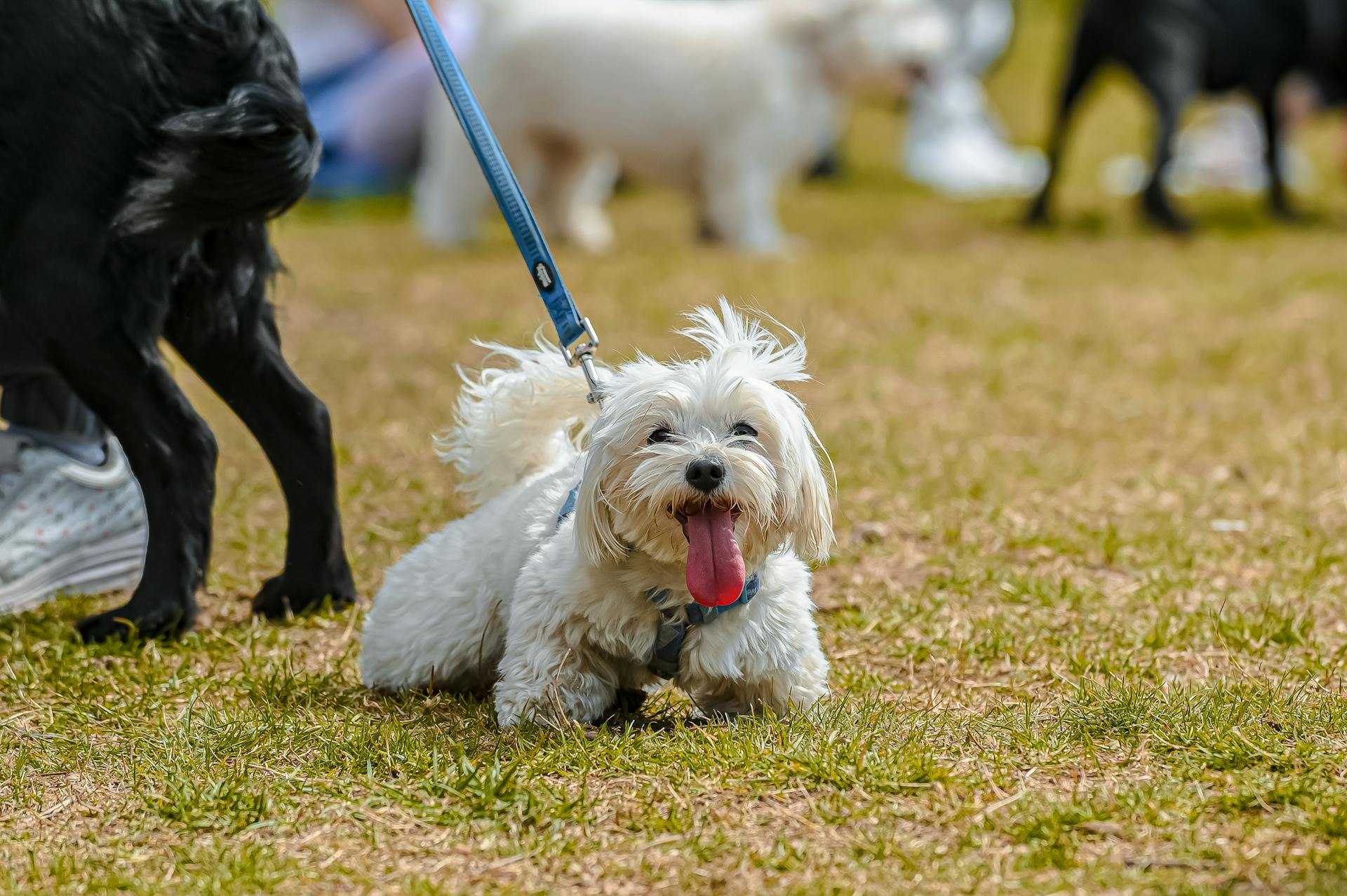 shih tzu 1