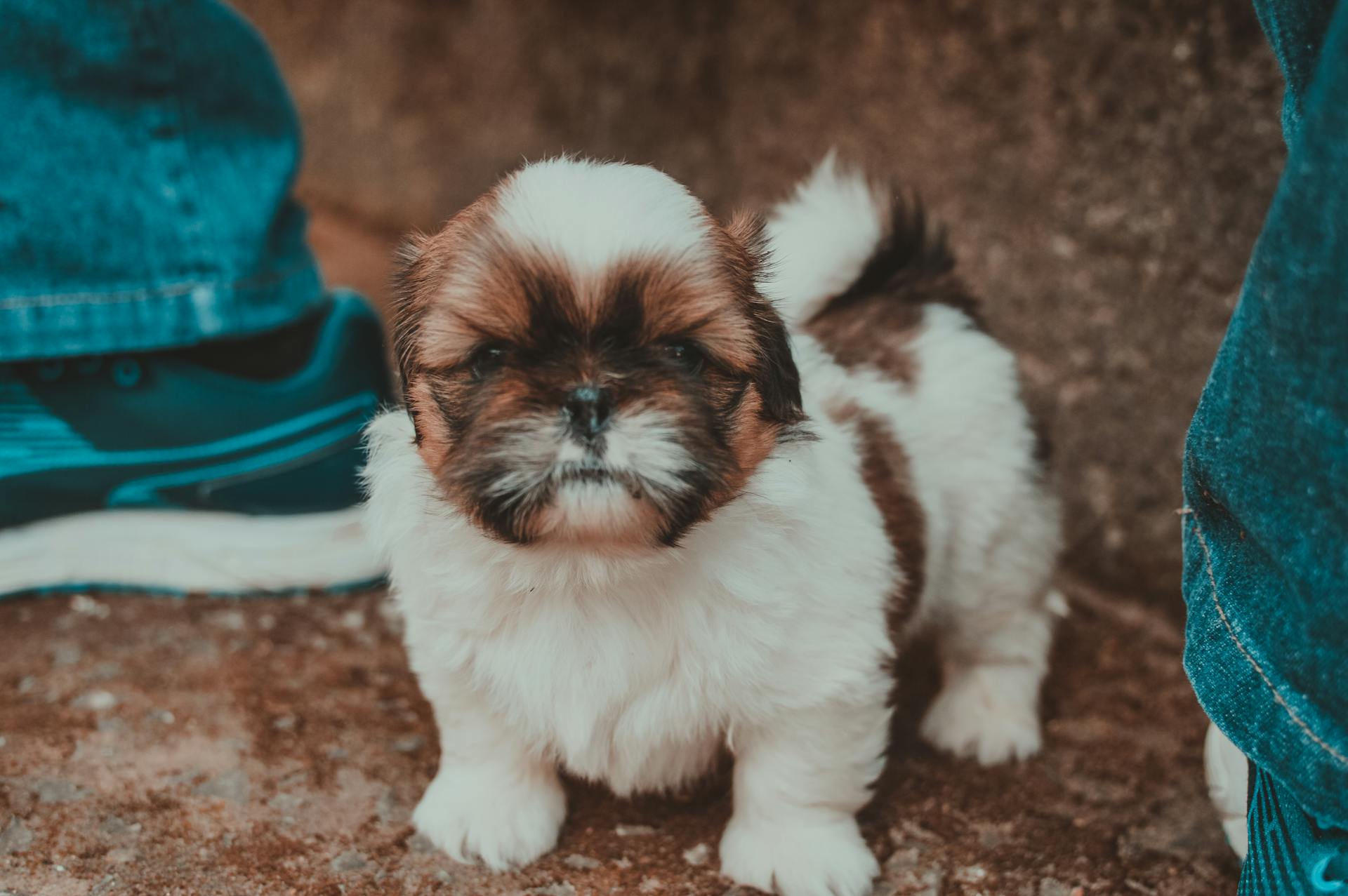 shih tzu 5