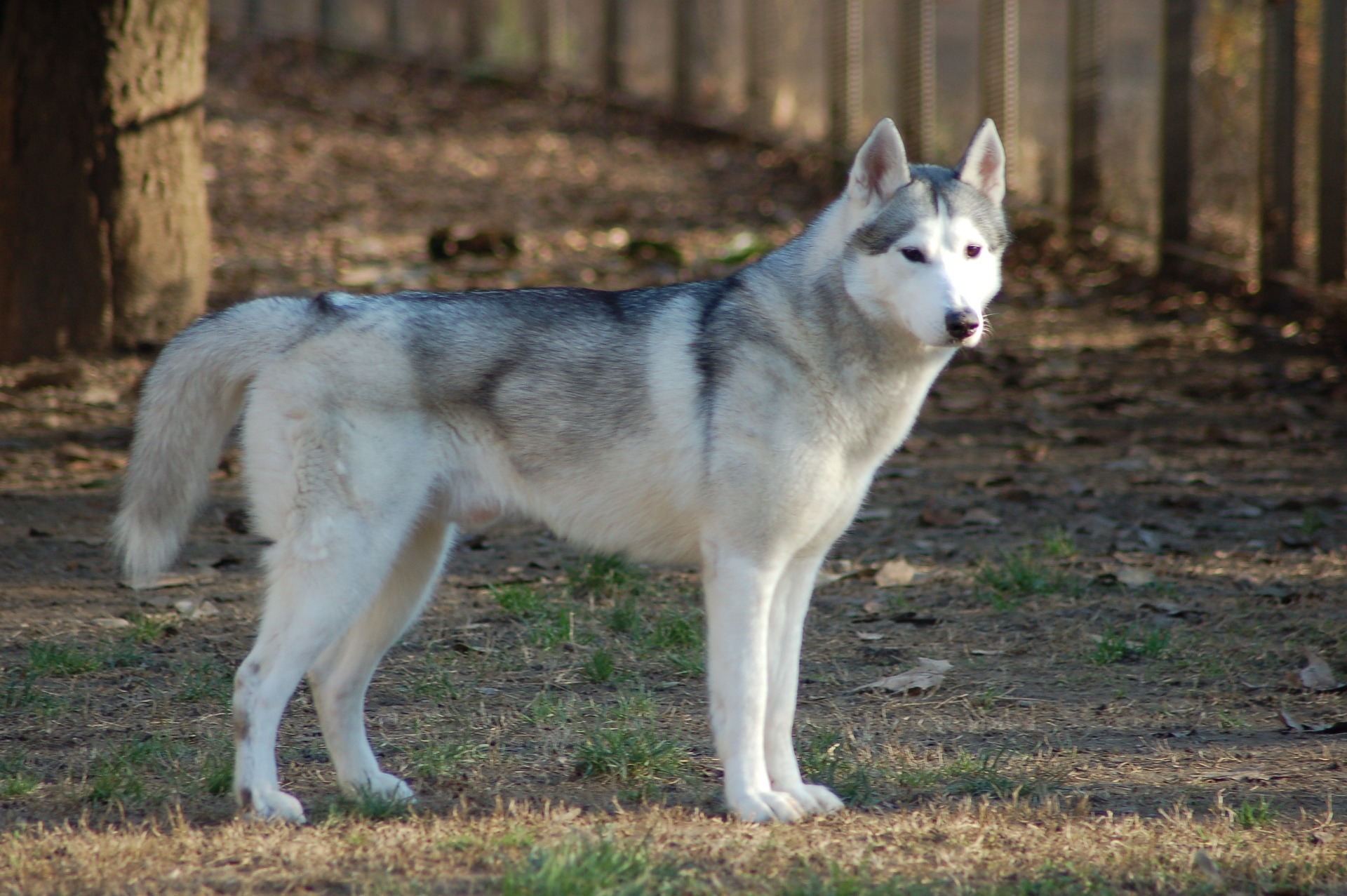 siberian husky 4735881 19201