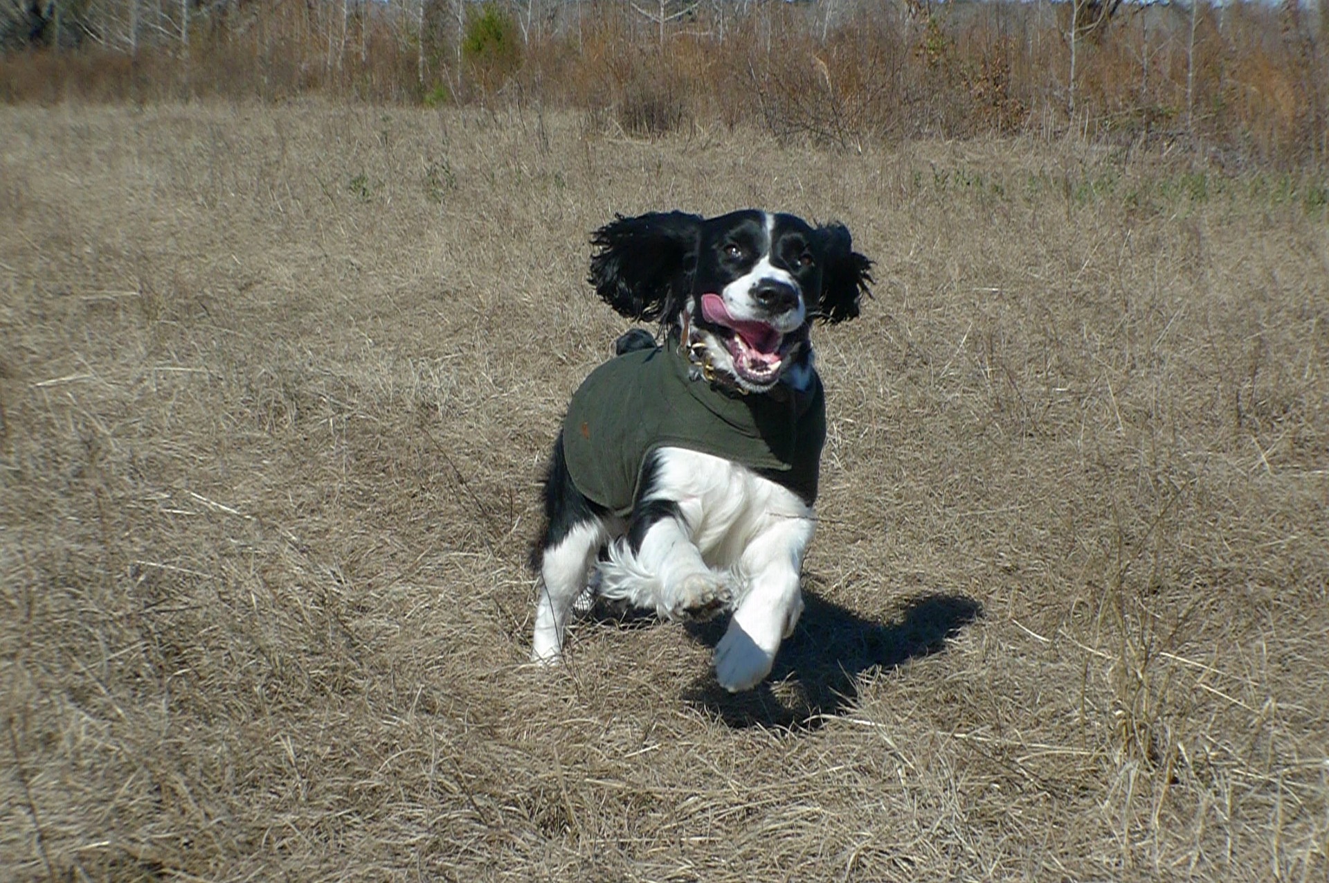 springer spaniel 2276090 1920