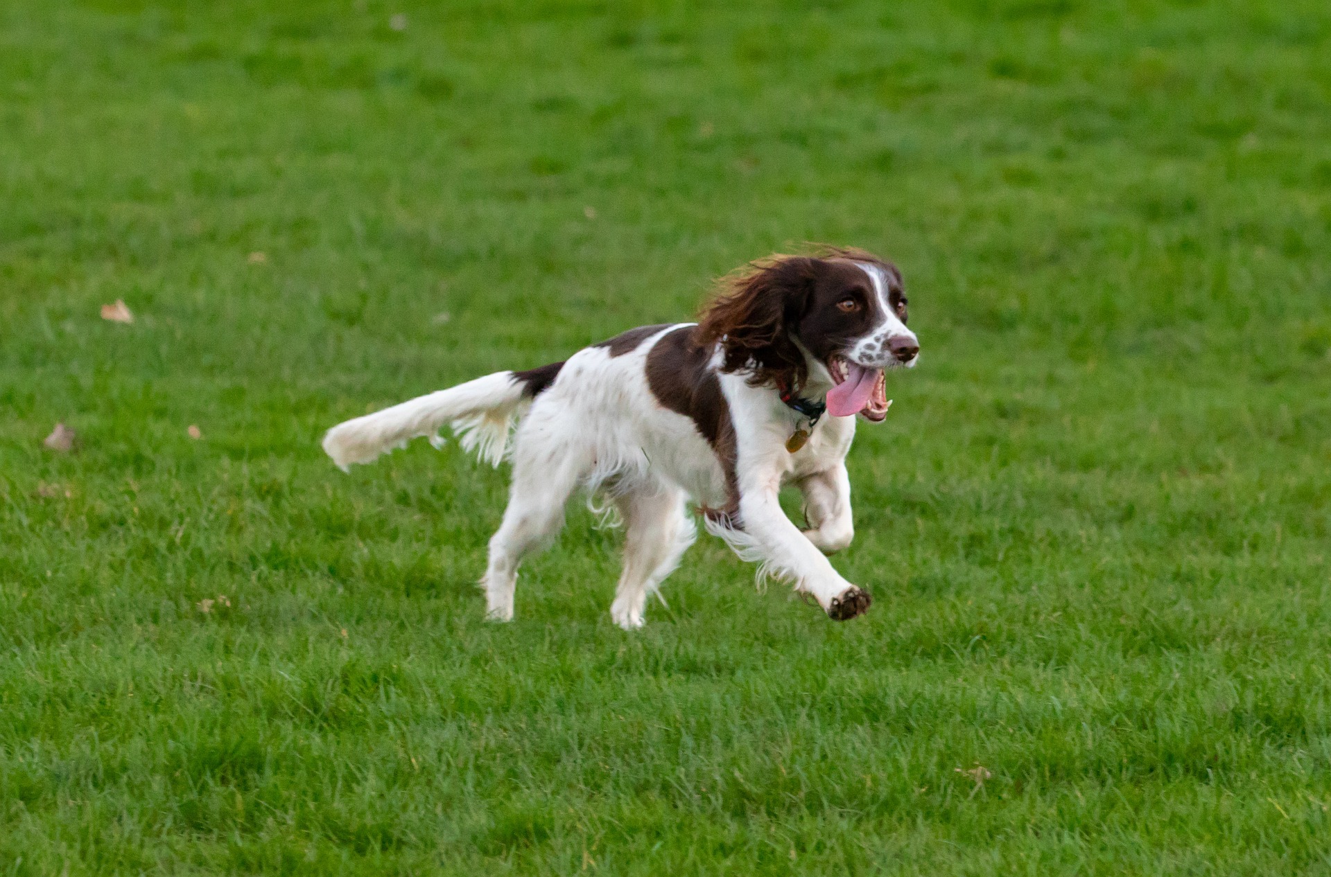 springer spaniel 4805678 1920