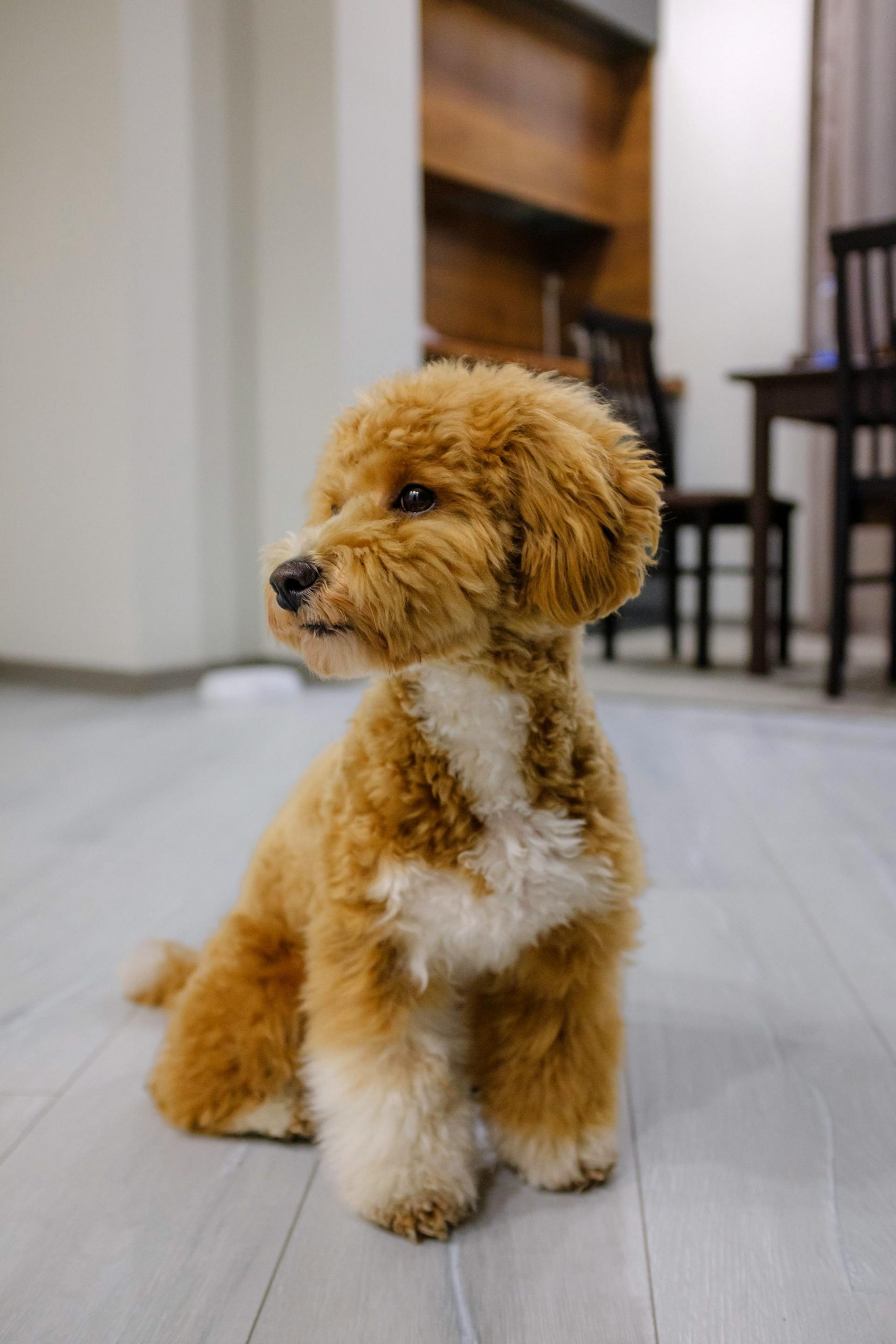 toy poodle 4 scaled