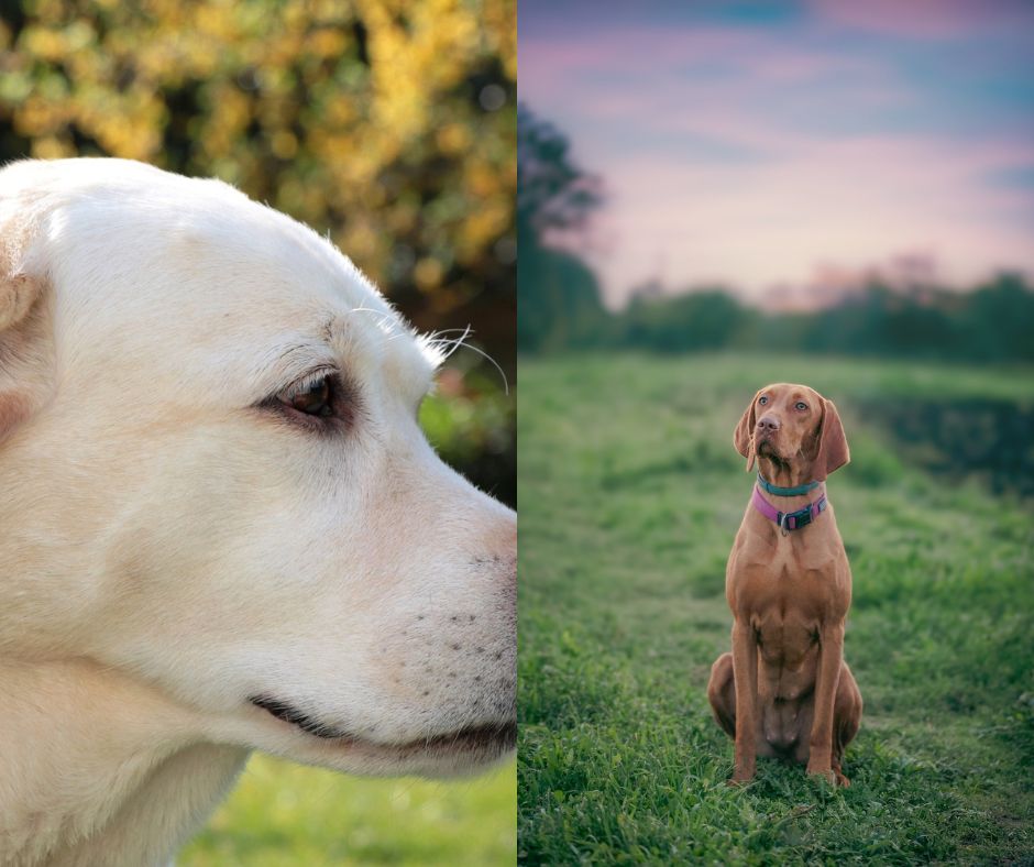 vizsla vs labrador