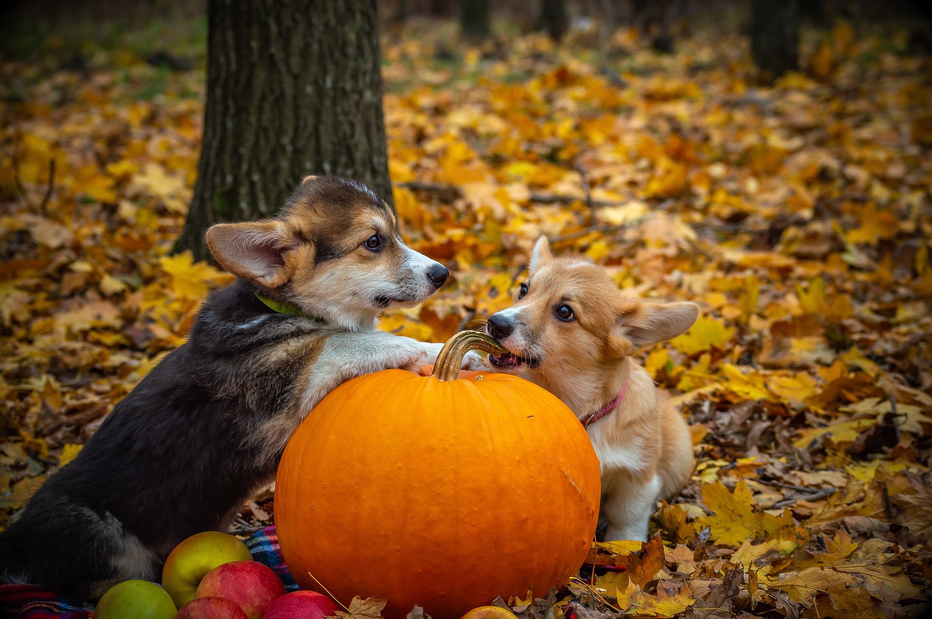 welsh corgi pembroke 4237630 19201