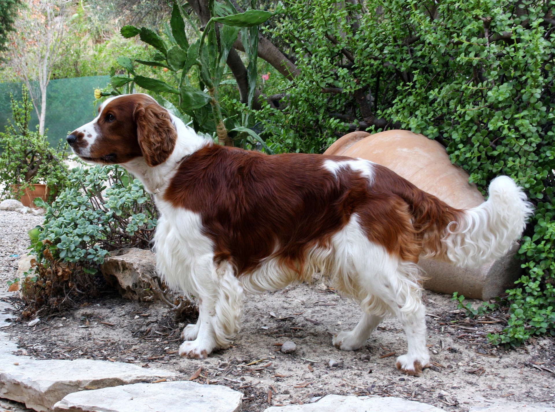 welsh springer spaniel 107938 1920