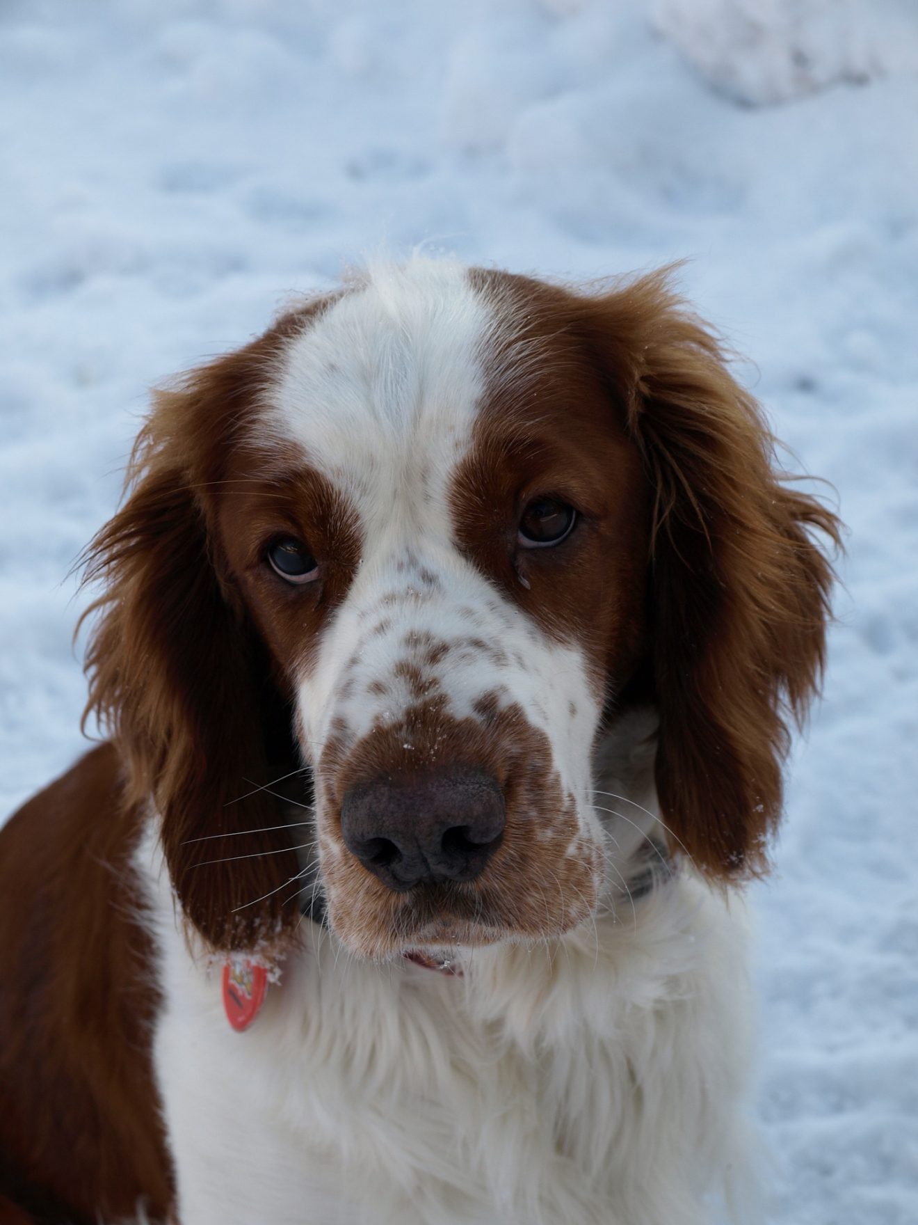 Welsh Springer Spaniel Vs English Springer Spaniel: Understanding The ...